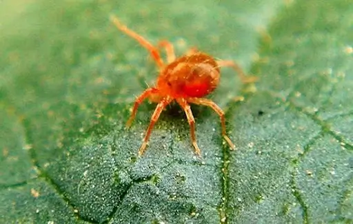 ԱԿԱՐԻՑԻԴՆԵՐ (ՏԶԱՍՊԱՆՆԵՐ)