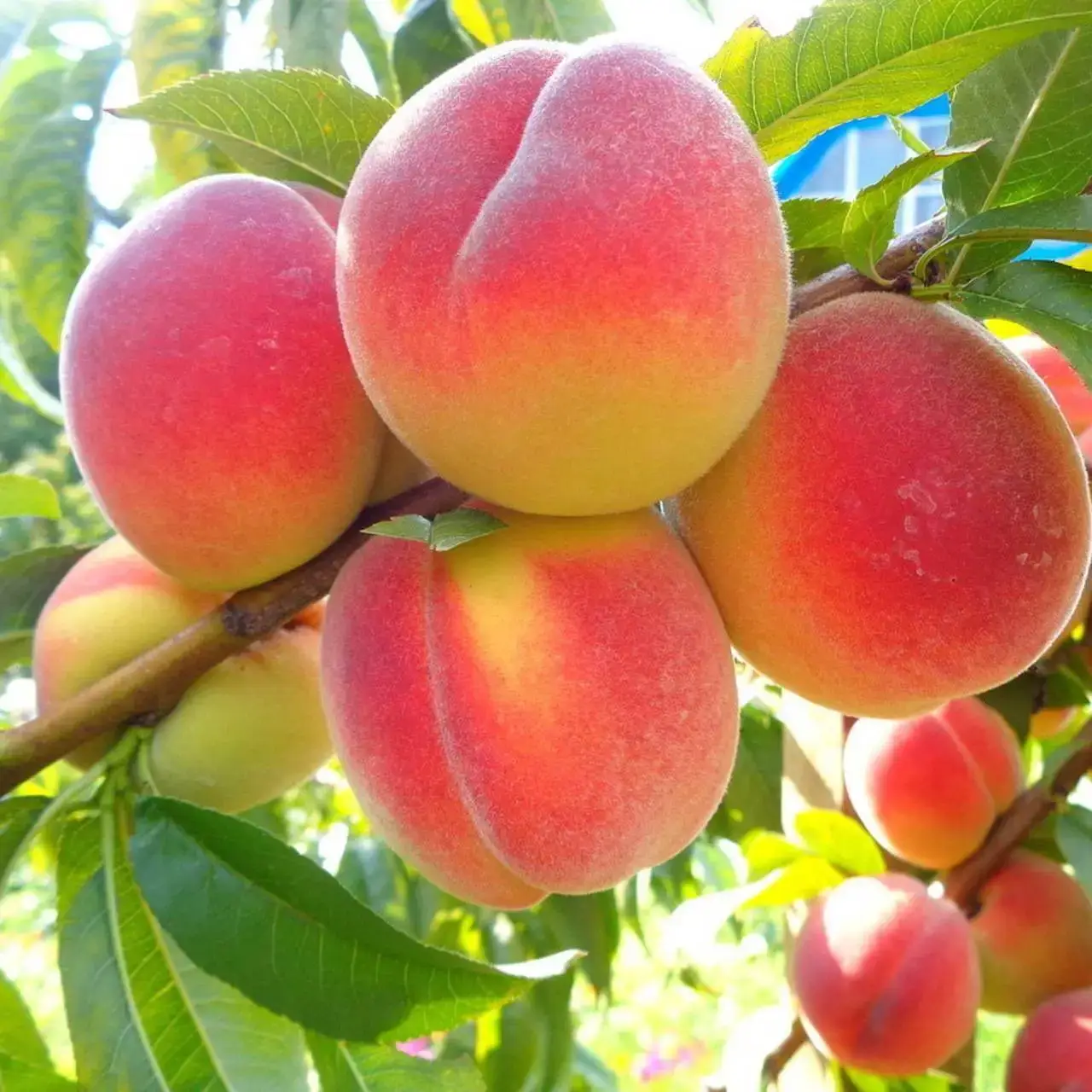 ՊՏՂԱՏՈՒ ԾԱՌԵՐ