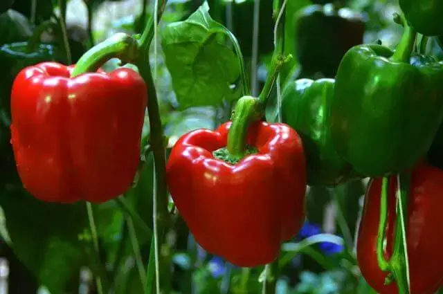 ԲԱՆՋԱՐԵՂԵՆ